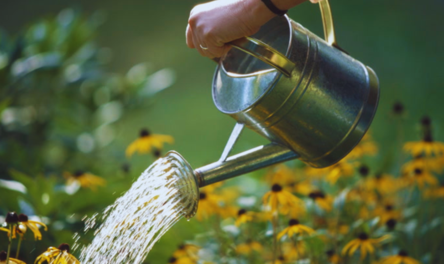Effective Watering Techniques for a Thriving Garden