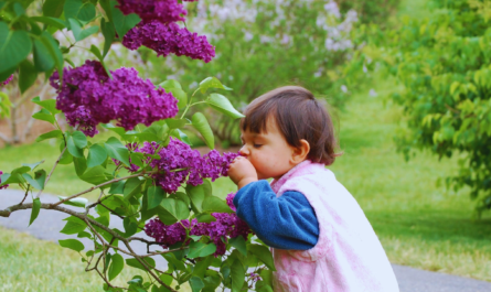 Fragrant Flowers for Your Garden Creating a Sensory Delight
