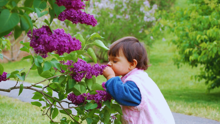 Fragrant Flowers for Your Garden Creating a Sensory Delight