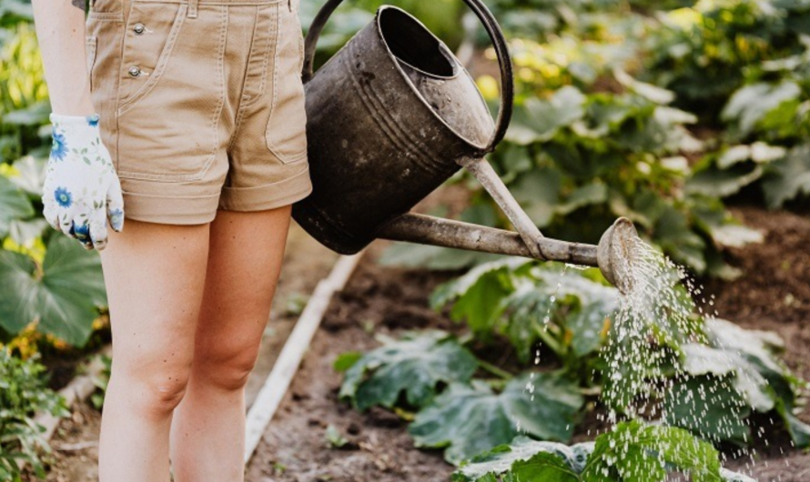 Common Mistakes to Avoid in Your First Garden