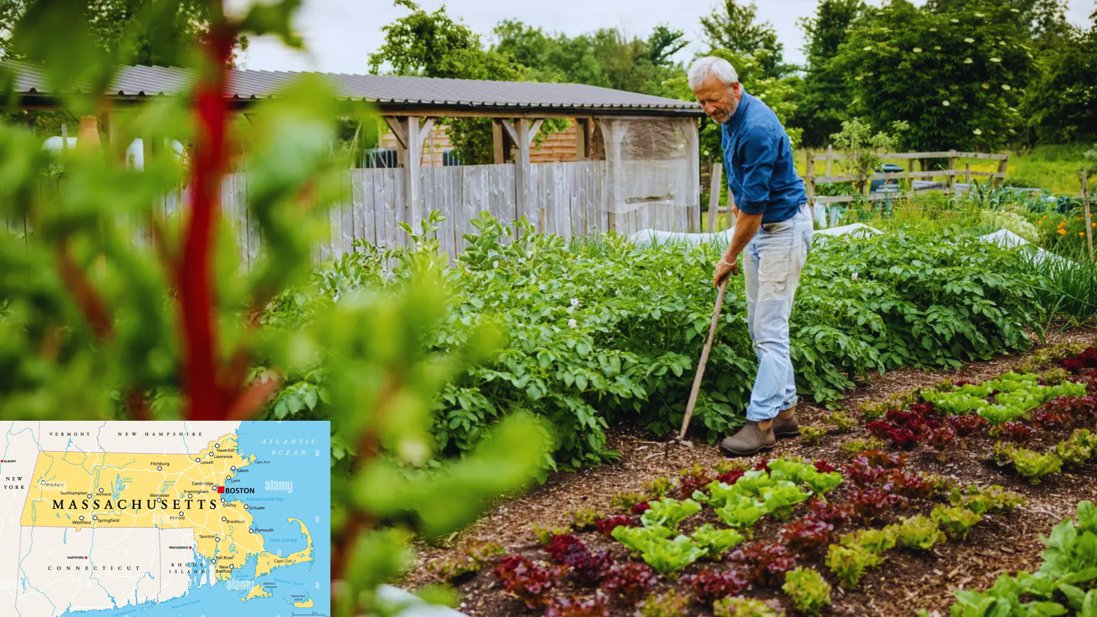 gardening in Massachusetts