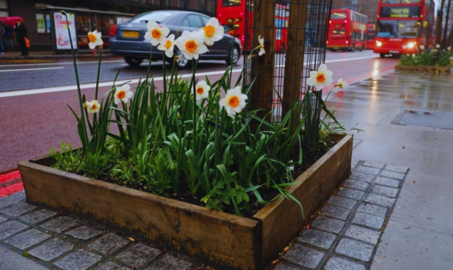 Guerilla Gardening: Cultivating Green Spaces in Unlikely Places