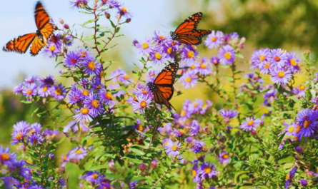 Creating a Butterfly Haven: Top Plants for Your Butterfly Garden