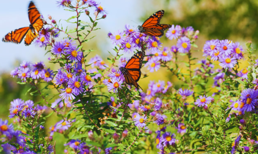Creating a Butterfly Haven: Top Plants for Your Butterfly Garden