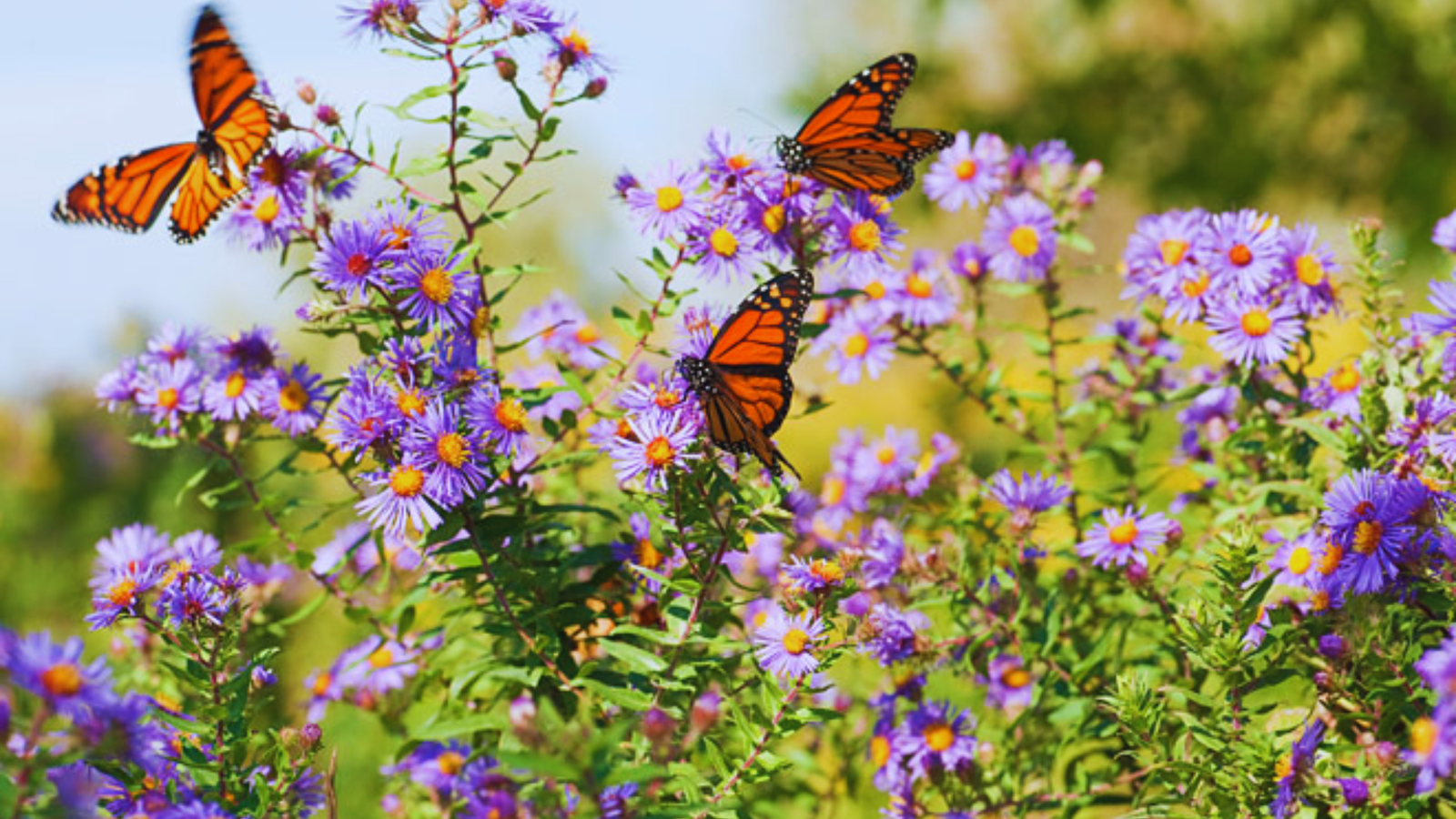 Creating a Butterfly Haven: Top Plants for Your Butterfly Garden