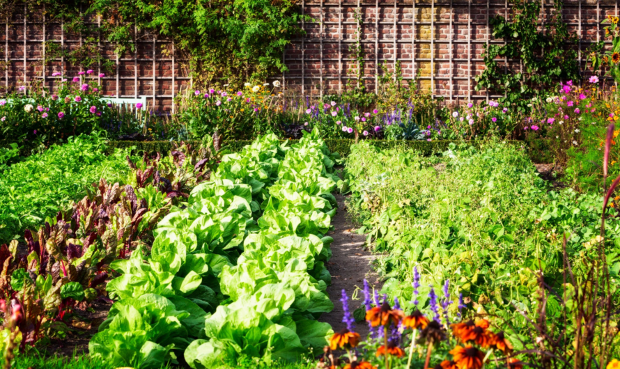 Edible Gardens: Growing Your Own Food