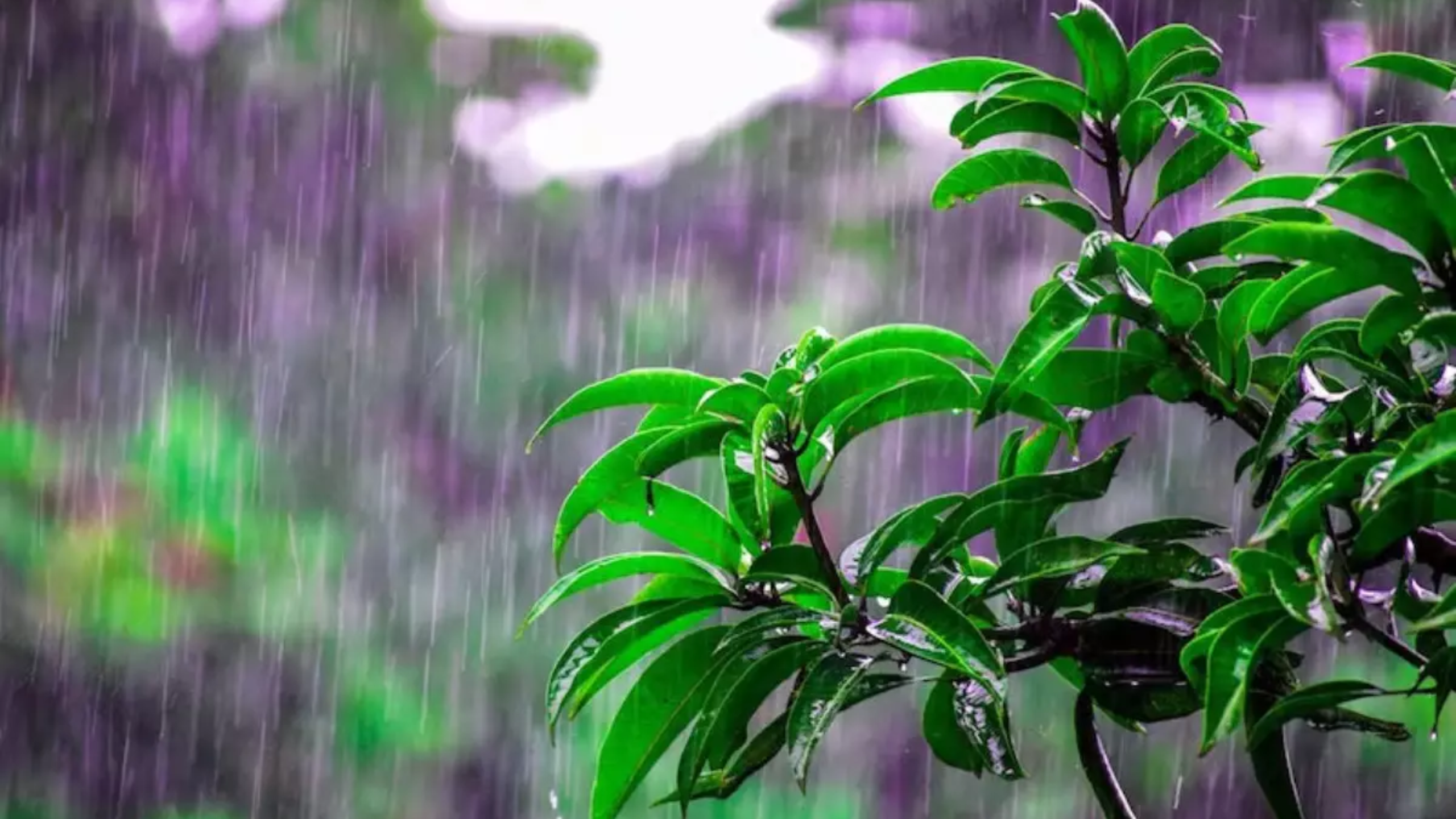 Monsoon Gardening Tips
