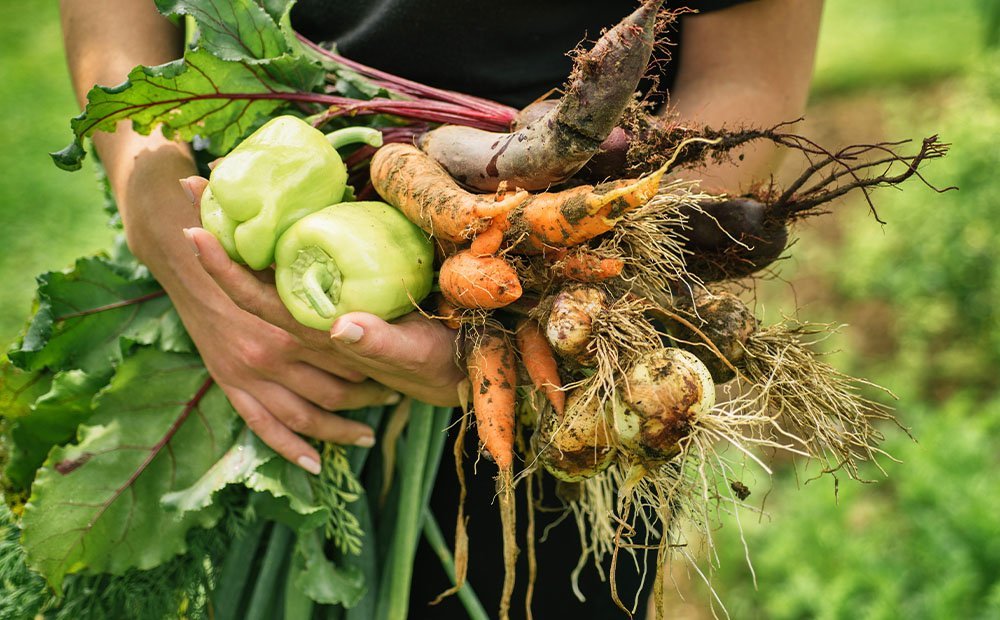 Monsoon Gardening Tips