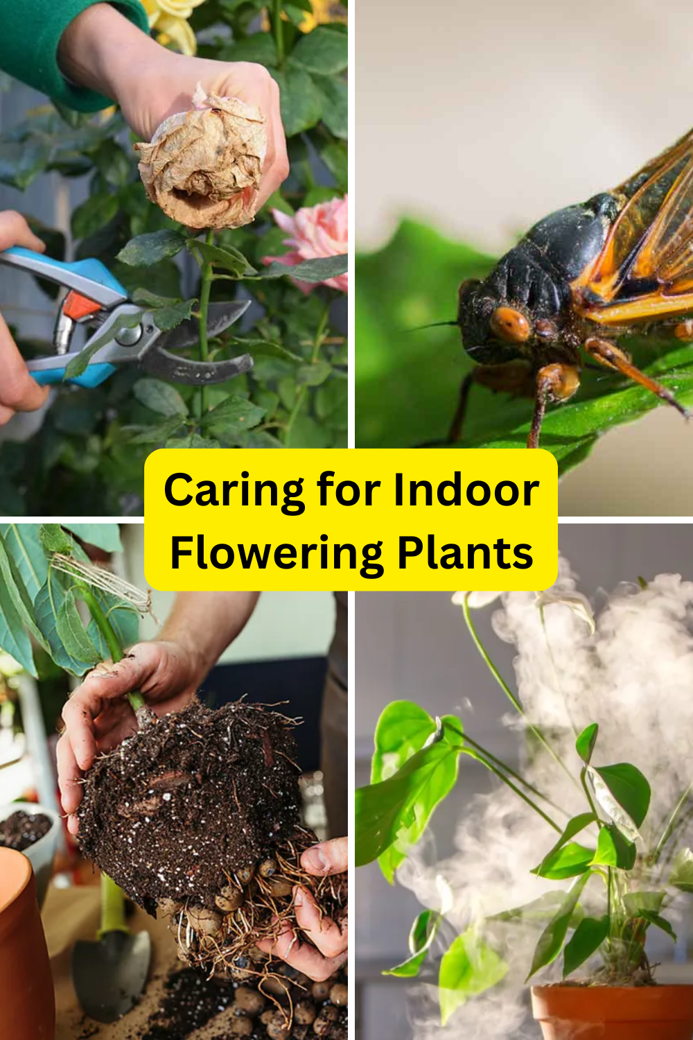 Indoor Flowers Care Tips 