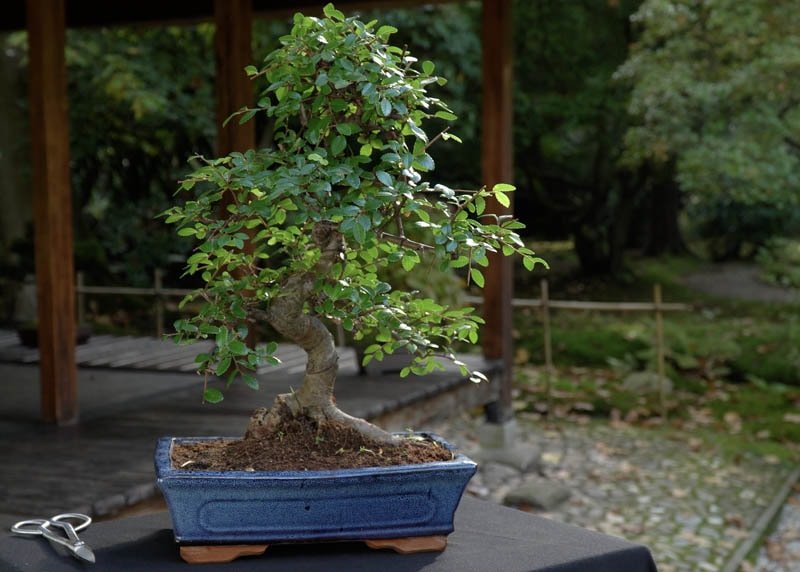  Chinese Elm