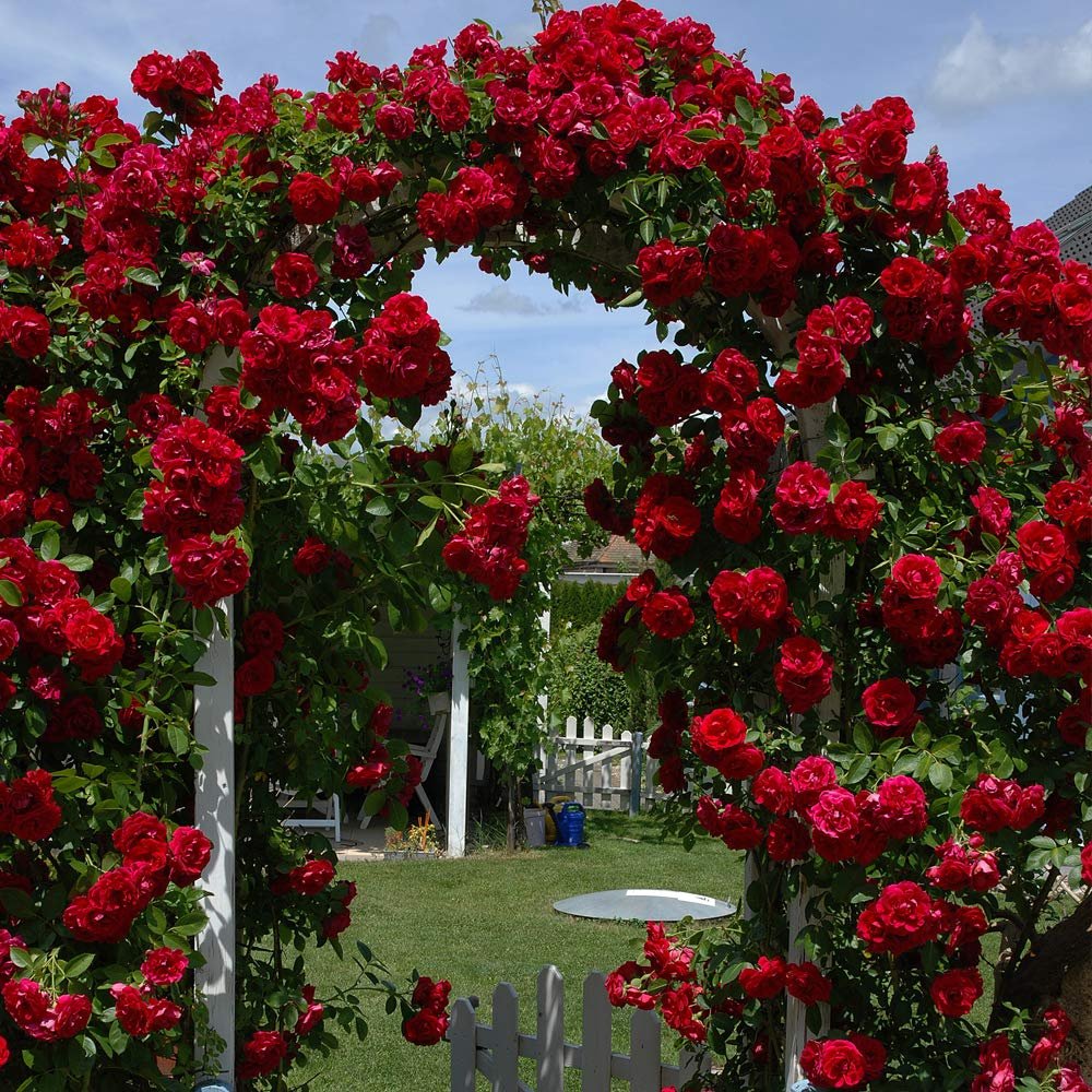 Climbing Roses