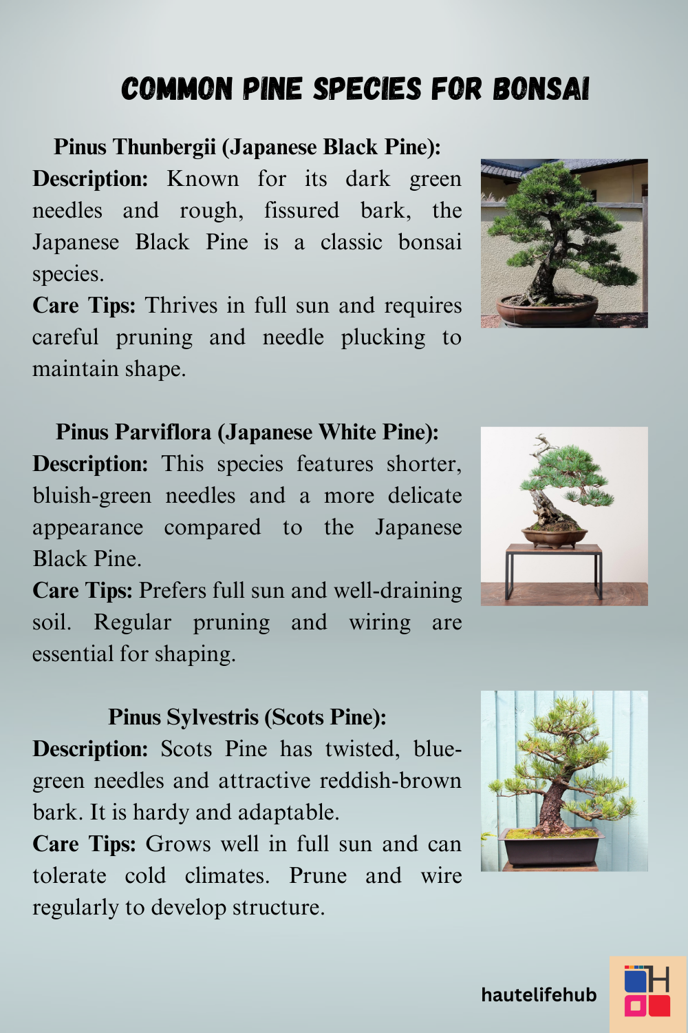 Common Pine Species for Bonsai