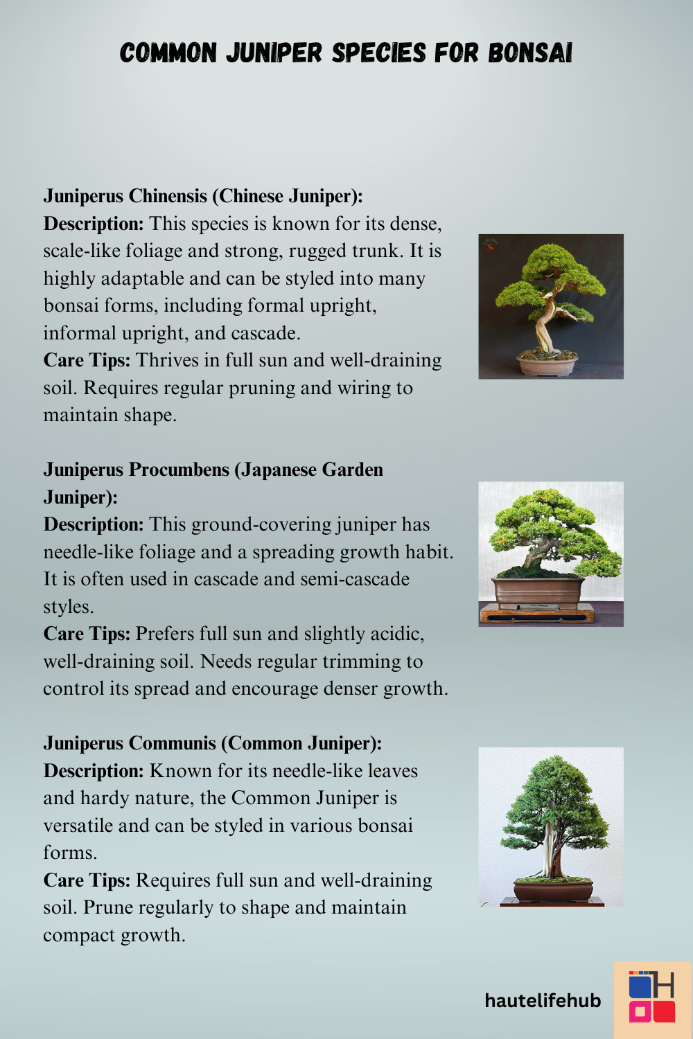 Common Juniper Species for Bonsai