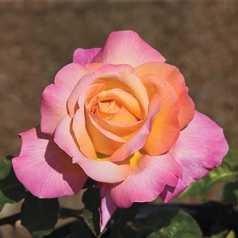 Hybrid Tea Roses: 