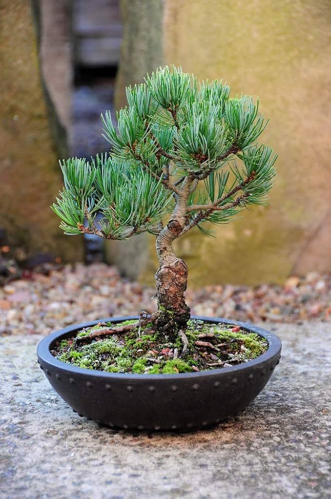 Pine (Pinus) bonsai 