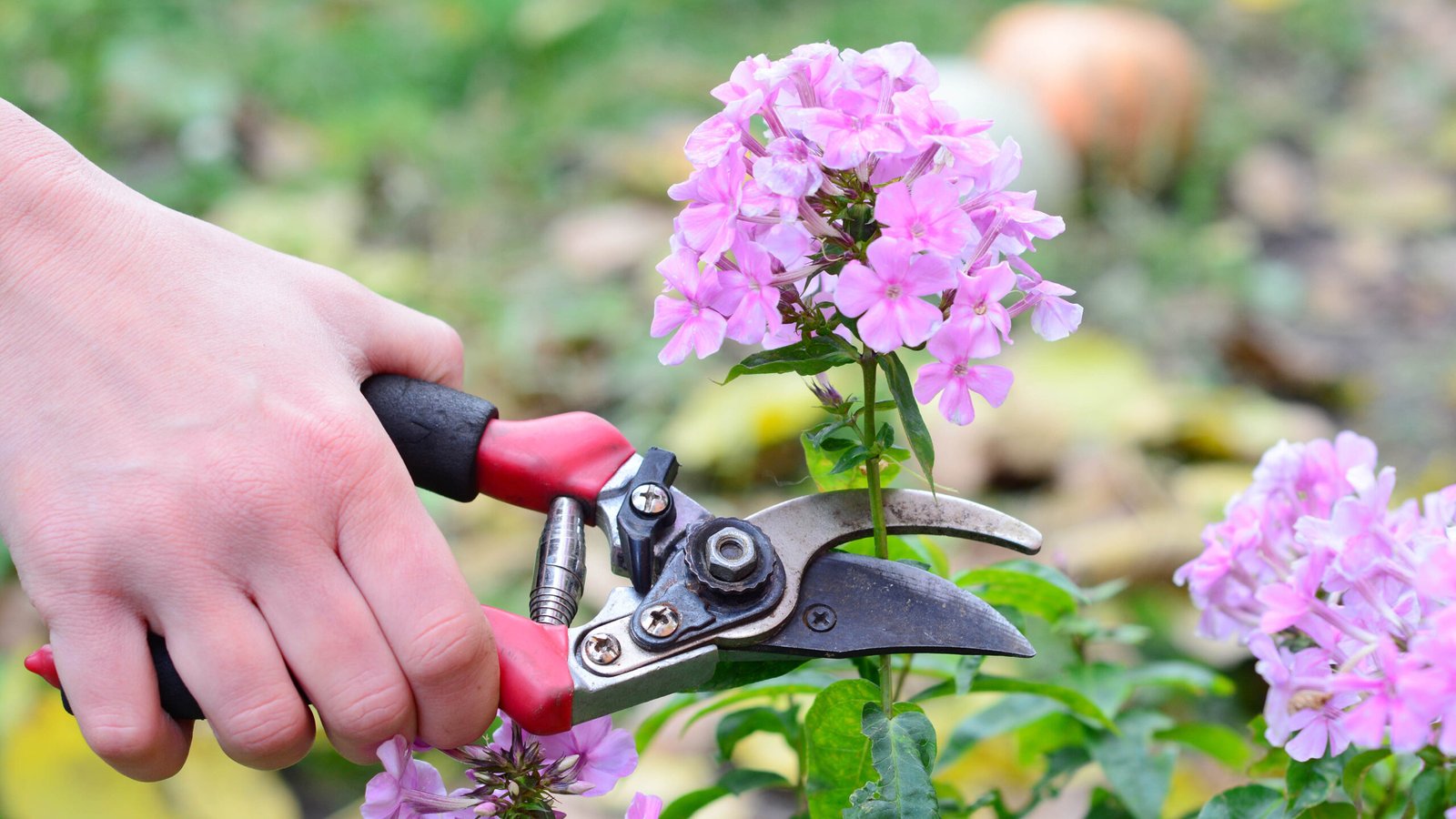 Pruning and Deadheading Indoor Flowers Care Tips 