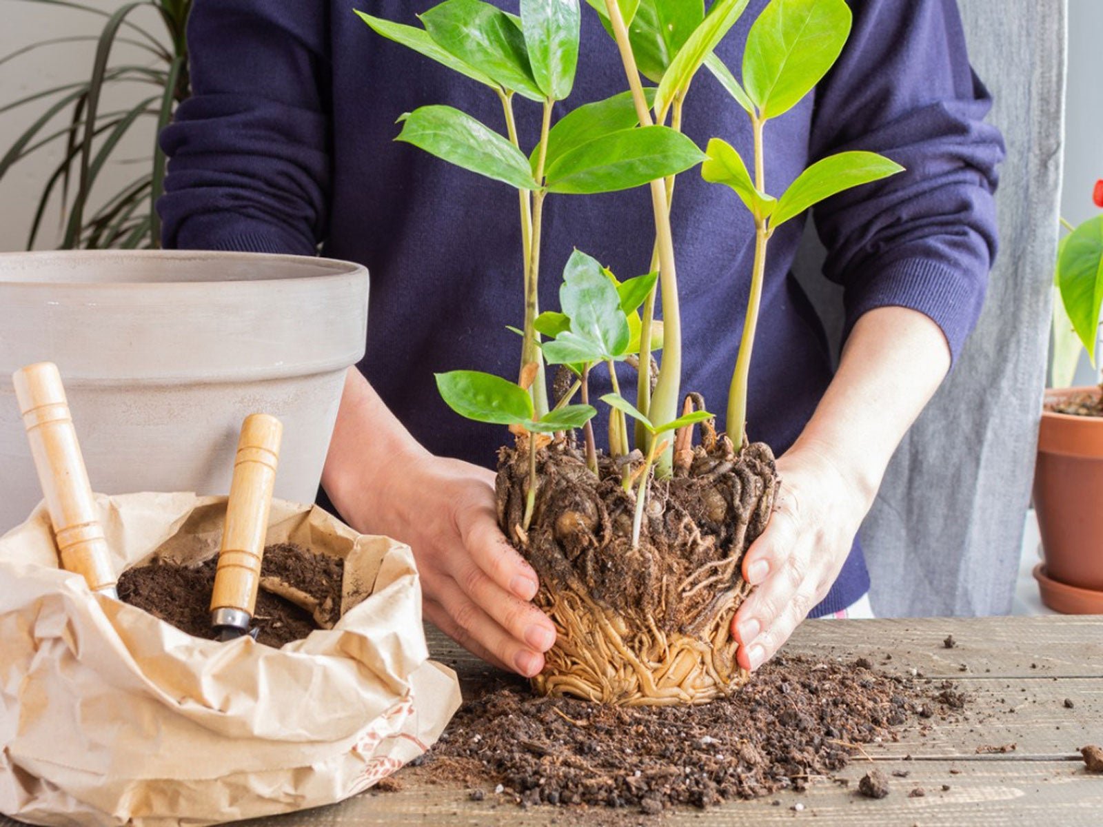 Repotting When Necessary