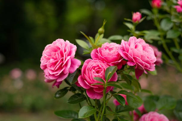 Shrub Roses