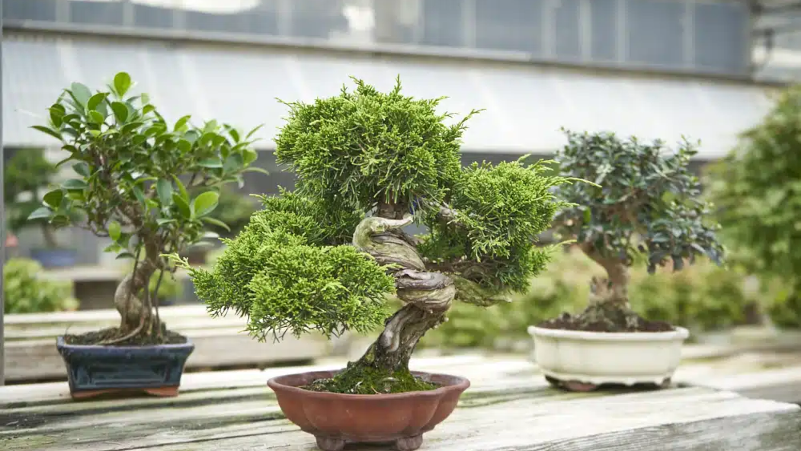 types of bonsai