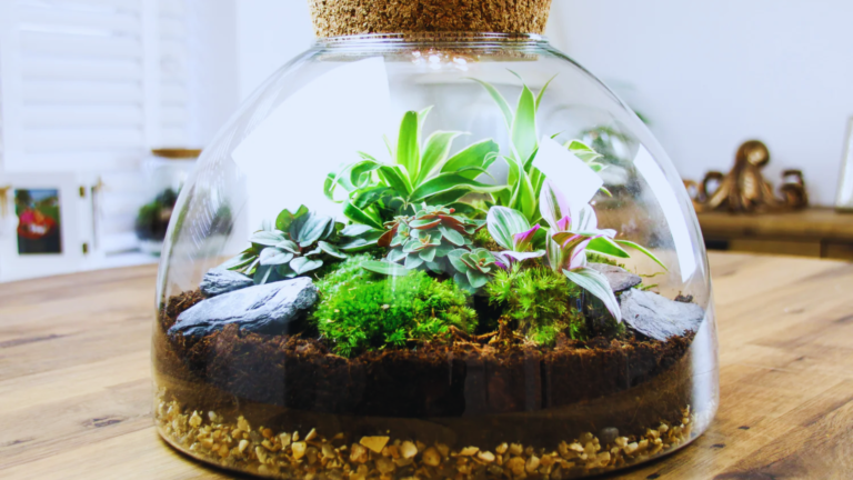 Terrarium Making Guide