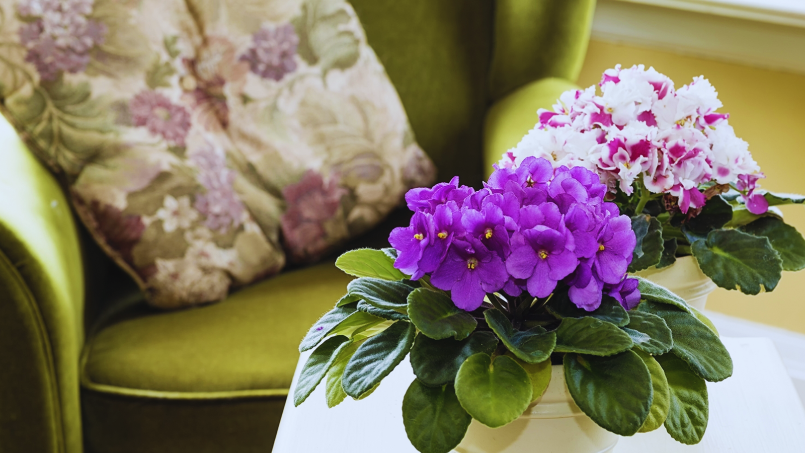 Caring for Indoor Flowering Plants