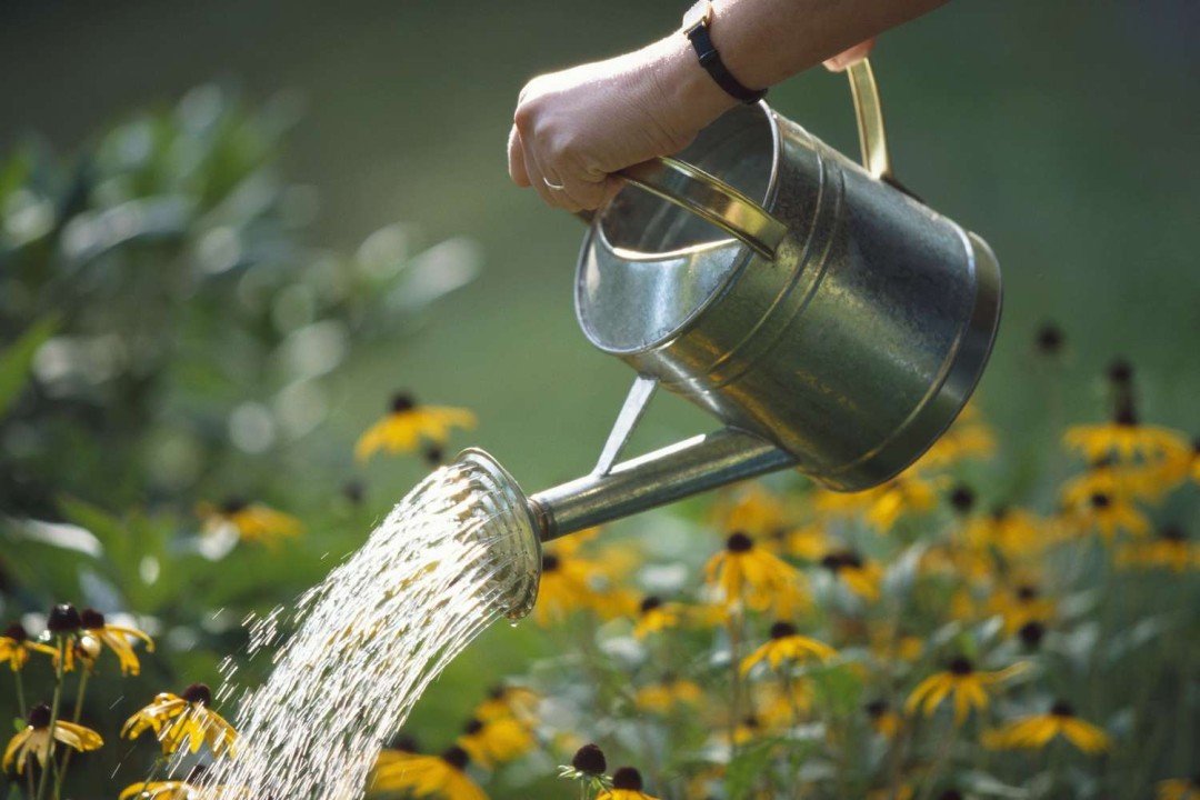 Watering Wisely