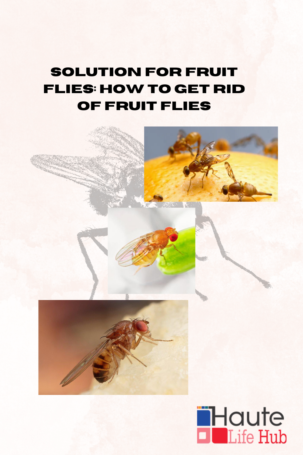 Solution for Fruit Flies: How to Get Rid of Fruit Flies