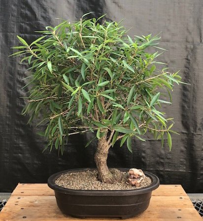 Willow Leaf Fig Types of Bonsai 