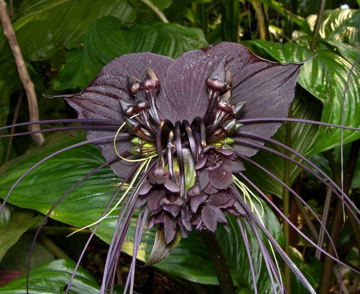 Bat Flower (Tacca chantrieri)