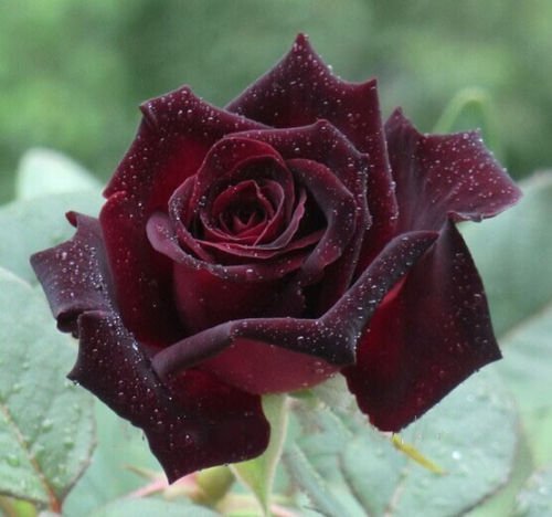 Black Baccara Rose