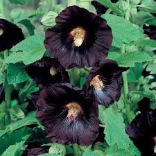 Black Hollyhock (Alcea rosea ‘Nigra’)