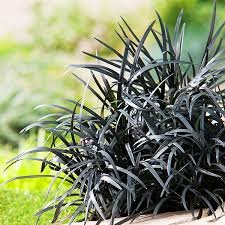 Black Mondo Grass (Ophiopogon planiscapus ‘Nigrescens’)