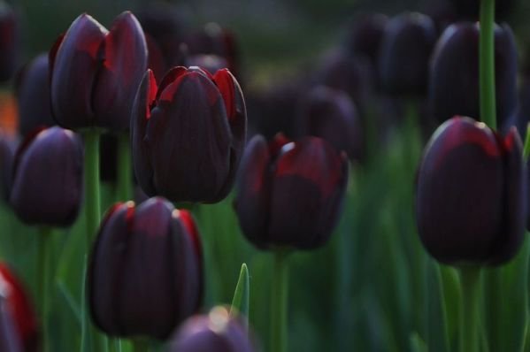 Black Tulip