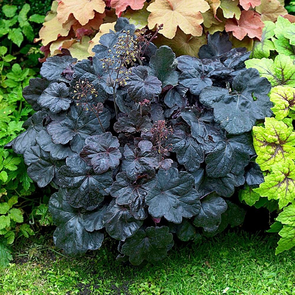 Coral Bells (Heuchera ‘Obsidian’)