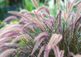 Ornamental Grasses