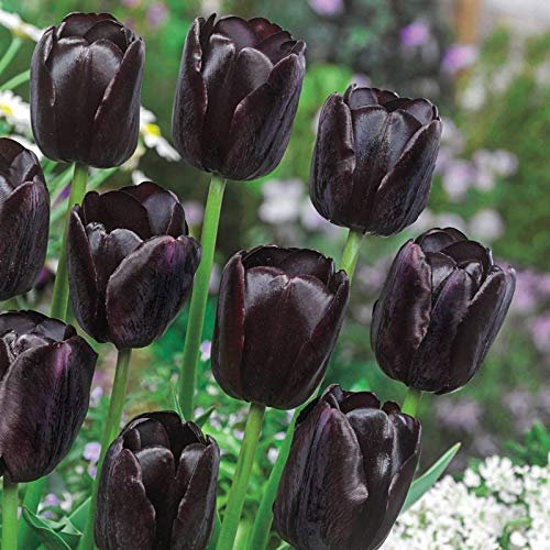 Queen of the Night Tulip