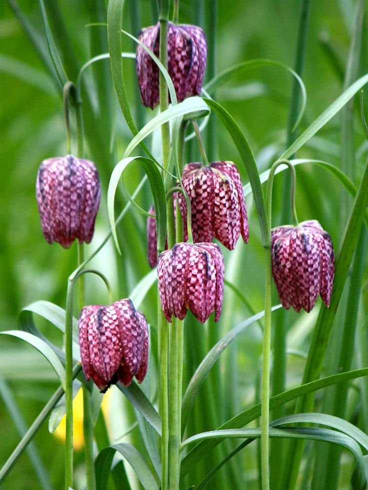  Snake’s Head Fritillary (Fritillaria meleagris)