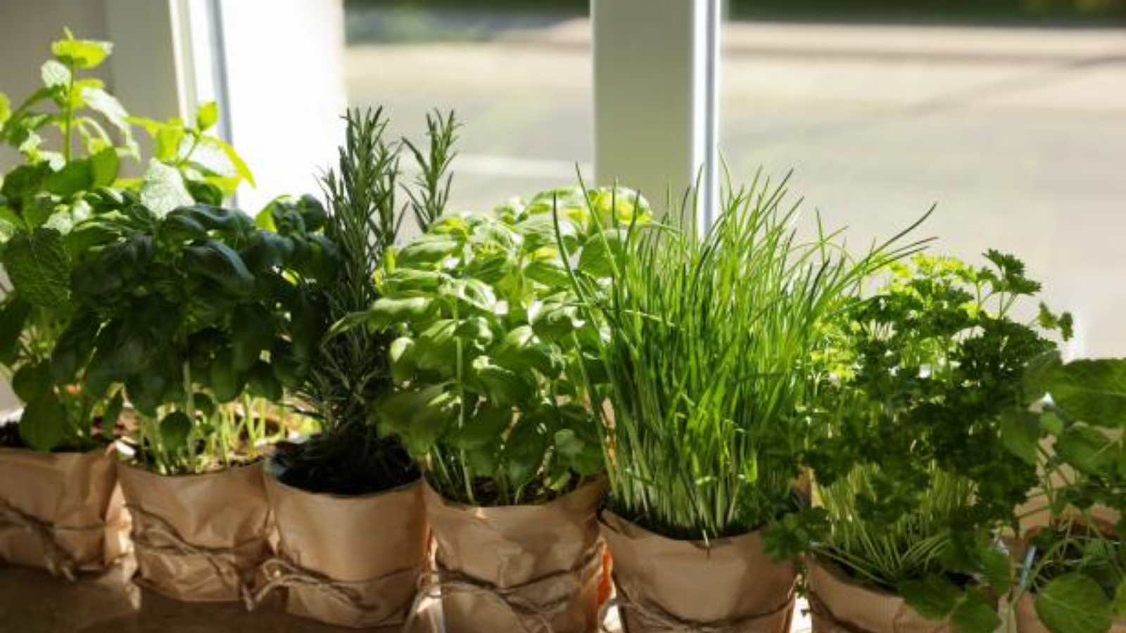 indoor herb garden