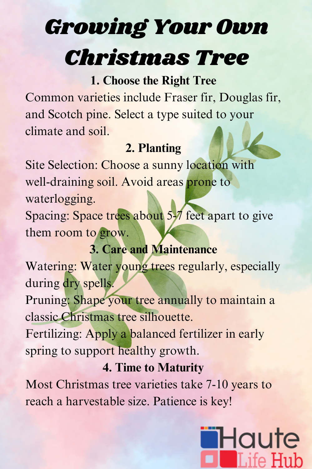 Growing Your Own Christmas Tree (1)