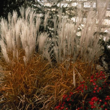 Ornamental Grasses