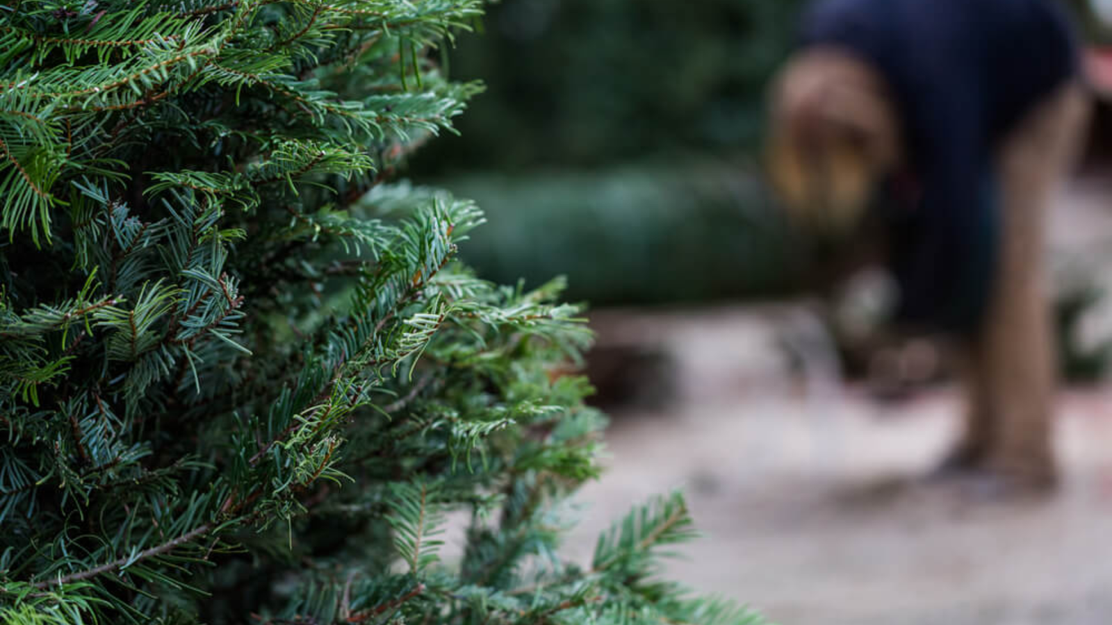 Growing Traditional Christmas Plants