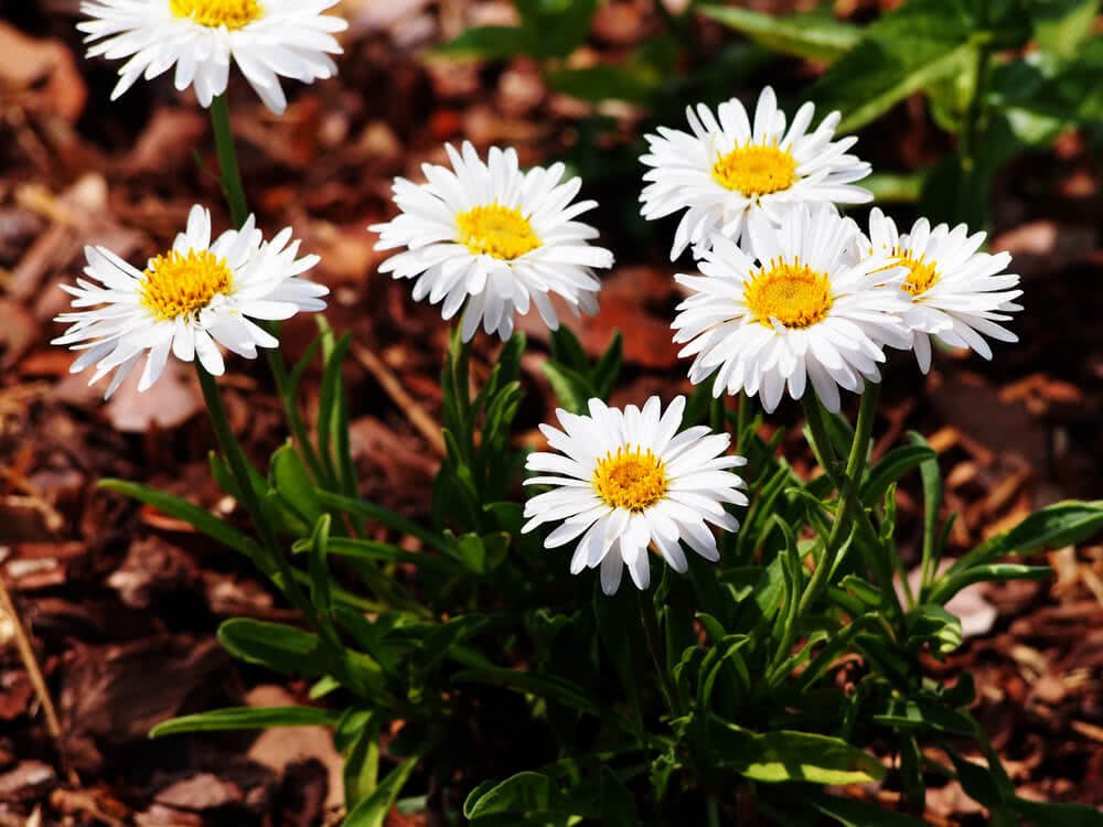 Winter-Blooming Flowers