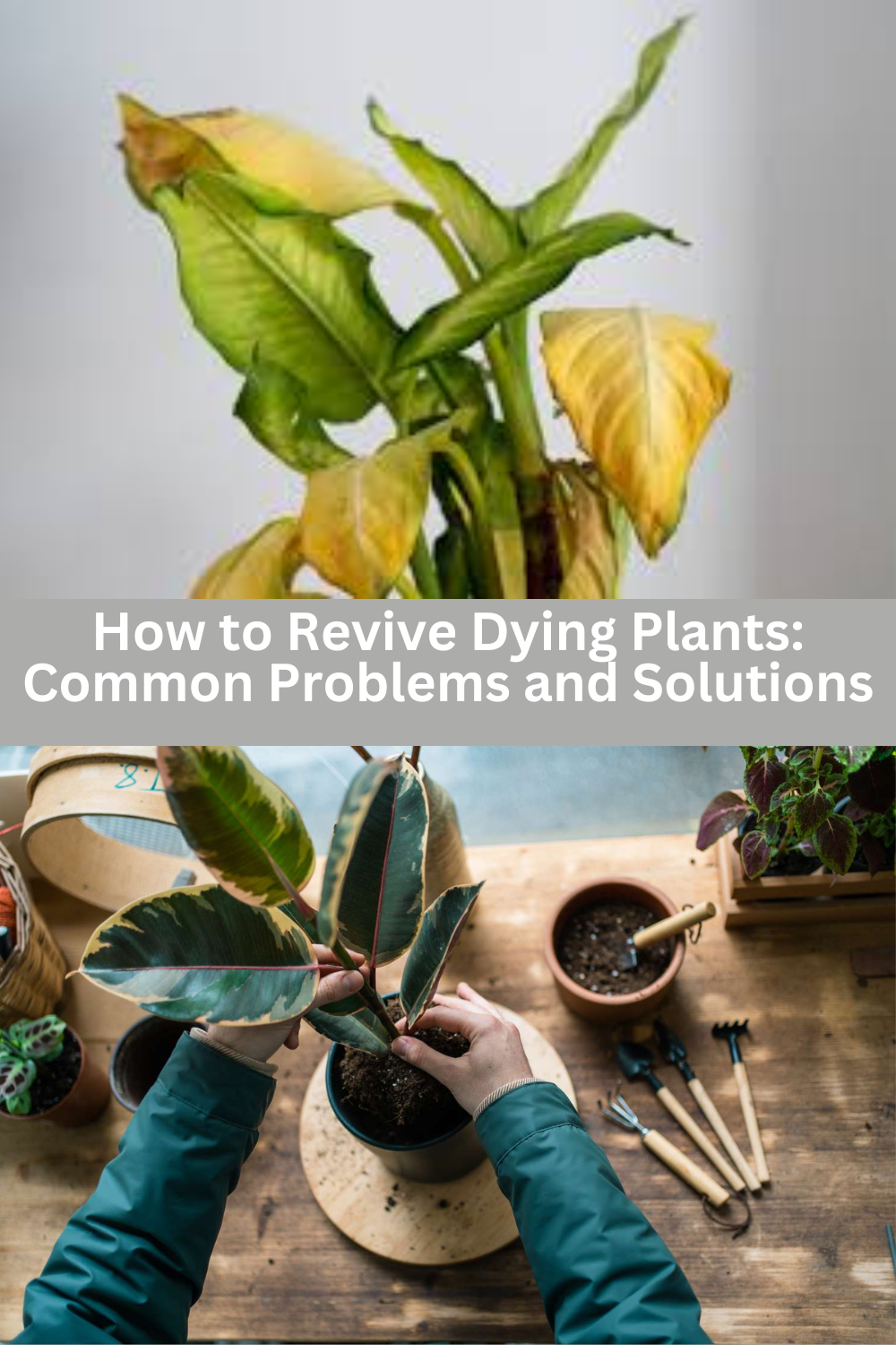 How to Revive Dying Plants Common Problems and Solutions