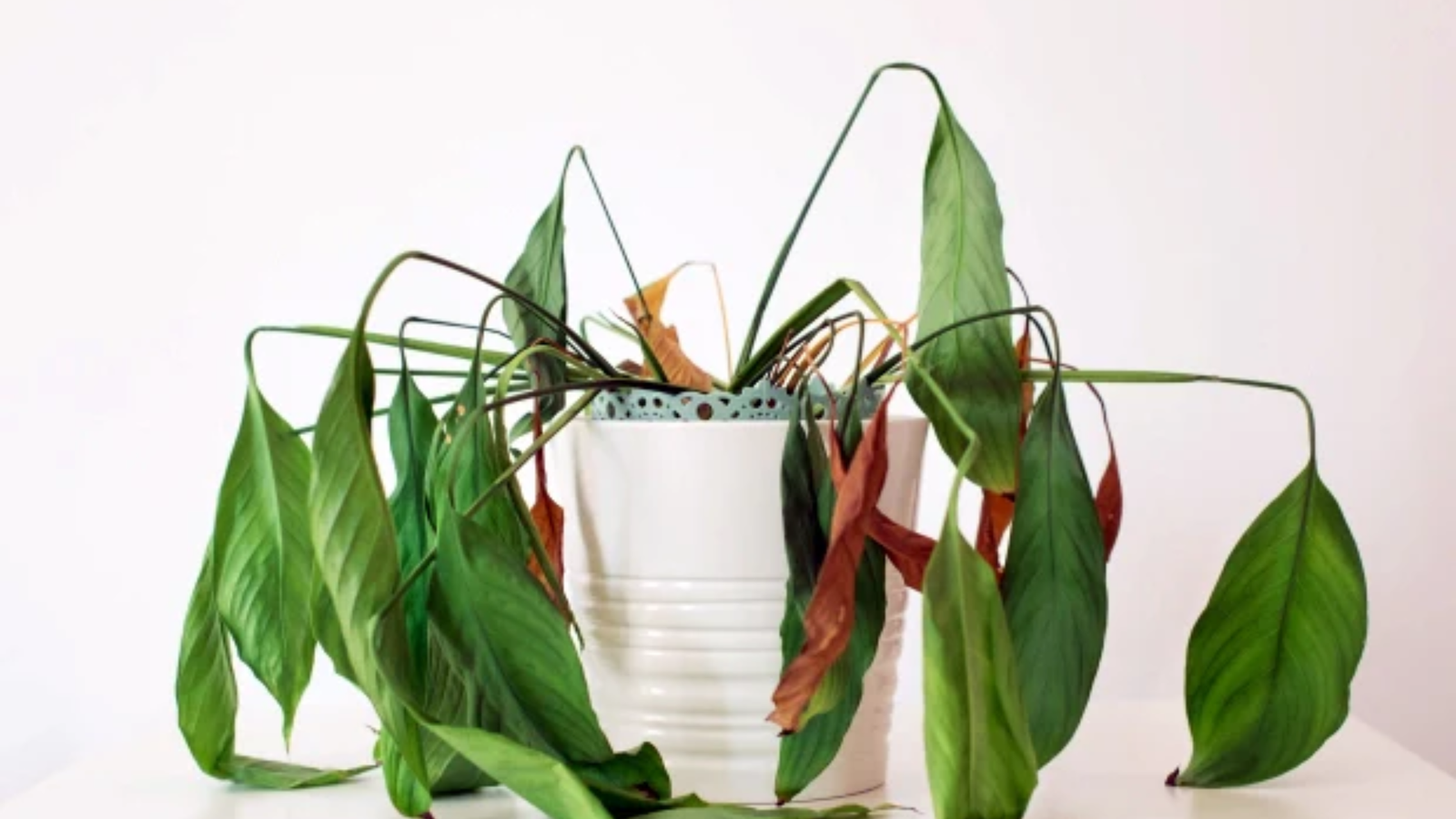 How to Revive Dying Plants Common Problems and Solutions